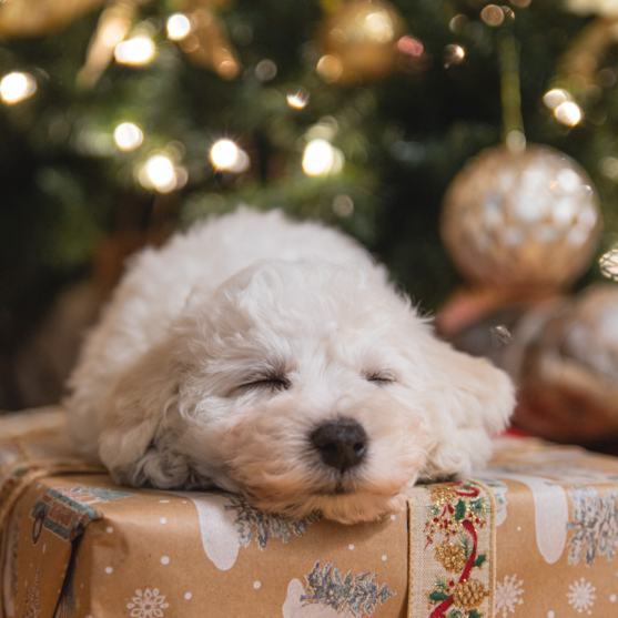Bichon Frise Dog bichon frise sleeping